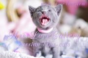 Русские голубые котята SHEER LOVE от Чемпиона Мира WCF в Краснодаре